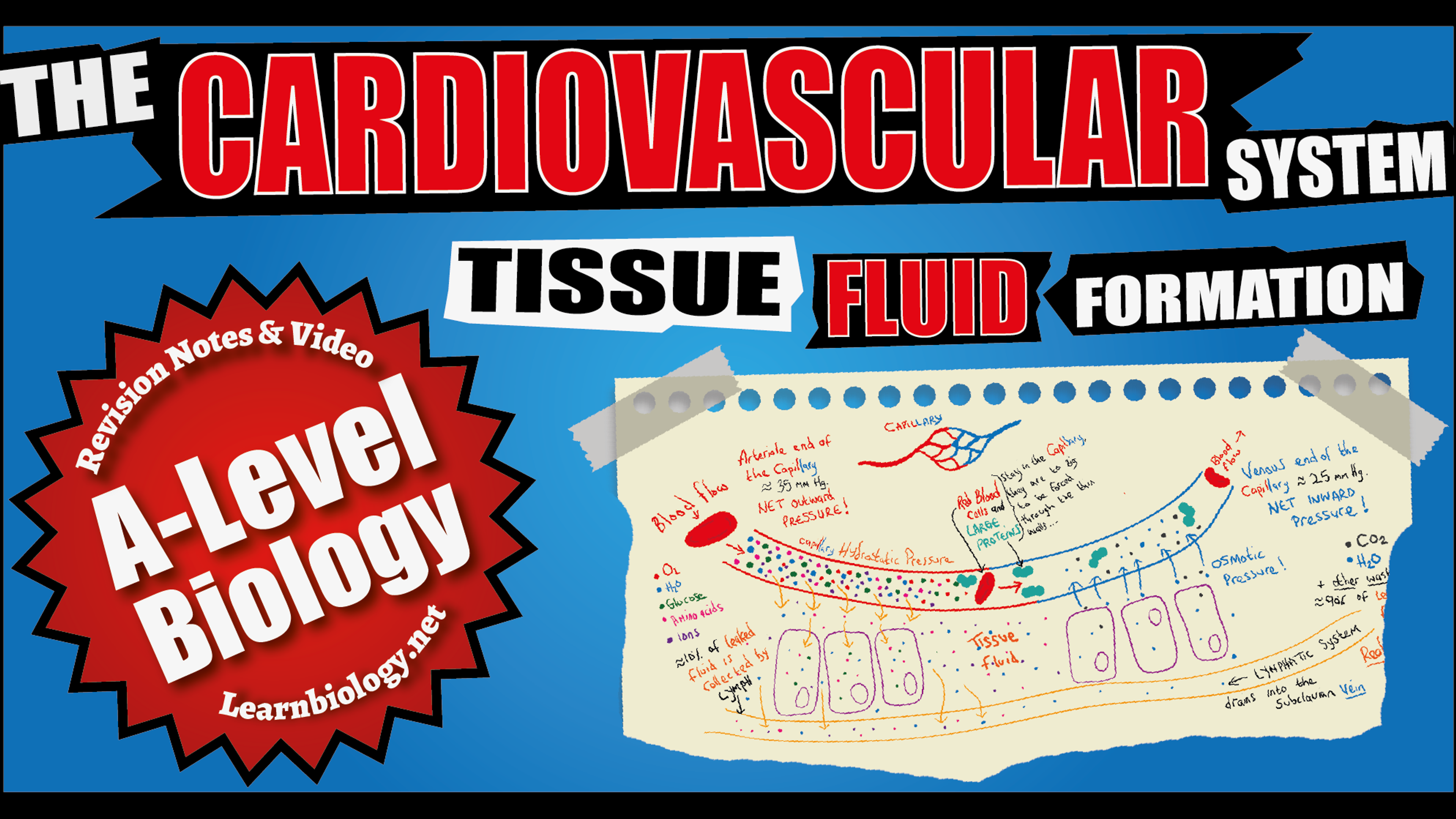 A Level Biology The Formation of Tissue Fluid